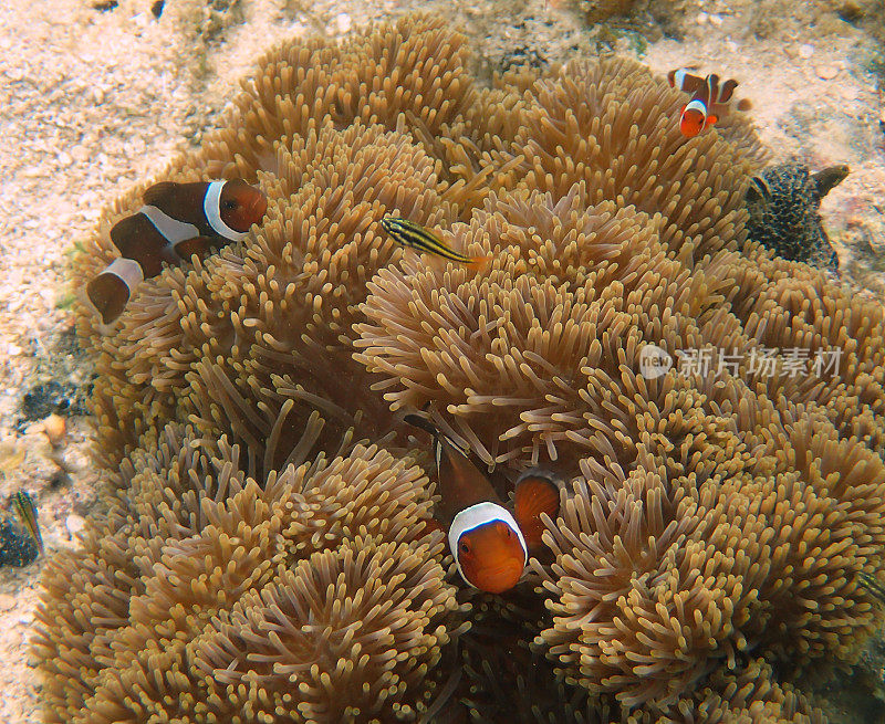 海葵中的橙色小丑鱼(Amphiprion percula)